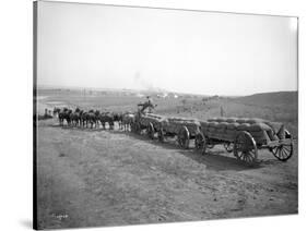 Horses Pulling Wheat Wagons, 1915-Ashael Curtis-Stretched Canvas