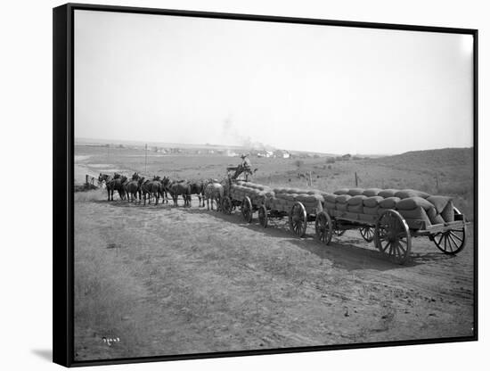 Horses Pulling Wheat Wagons, 1915-Ashael Curtis-Framed Stretched Canvas