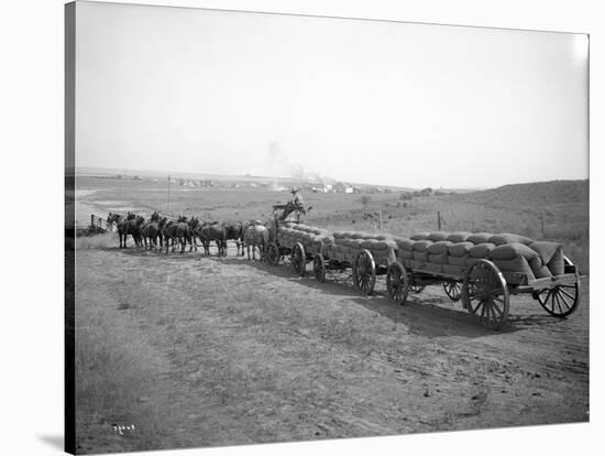 Horses Pulling Wheat Wagons, 1915-Ashael Curtis-Stretched Canvas