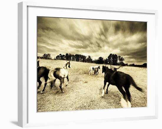 Horses Running and Playing in Barren Field-Jan Lakey-Framed Photographic Print