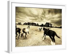 Horses Running and Playing in Barren Field-Jan Lakey-Framed Photographic Print