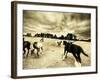 Horses Running and Playing in Barren Field-Jan Lakey-Framed Photographic Print