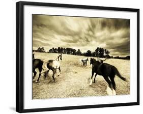 Horses Running and Playing in Barren Field-Jan Lakey-Framed Photographic Print