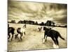 Horses Running and Playing in Barren Field-Jan Lakey-Mounted Photographic Print