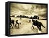 Horses Running and Playing in Barren Field-Jan Lakey-Framed Stretched Canvas