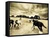Horses Running and Playing in Barren Field-Jan Lakey-Framed Stretched Canvas