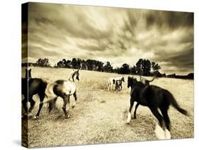 Horses Running and Playing in Barren Field-Jan Lakey-Stretched Canvas