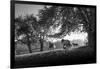 Horses running at sunset, Baden Wurttemberg, Germany-Panoramic Images-Framed Photographic Print