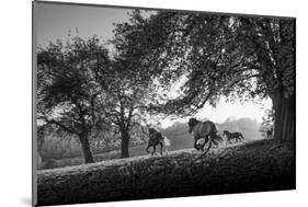 Horses running at sunset, Baden Wurttemberg, Germany-Panoramic Images-Mounted Photographic Print