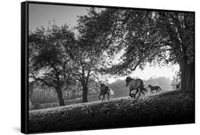 Horses running at sunset, Baden Wurttemberg, Germany-Panoramic Images-Framed Stretched Canvas