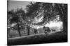 Horses running at sunset, Baden Wurttemberg, Germany-Panoramic Images-Stretched Canvas
