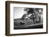 Horses running at sunset, Baden Wurttemberg, Germany-Panoramic Images-Framed Photographic Print