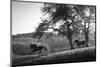 Horses running at sunset, Baden Wurttemberg, Germany-Panoramic Images-Mounted Photographic Print