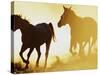 Horses Running at Sunset-Darrell Gulin-Stretched Canvas