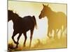 Horses Running at Sunset-Darrell Gulin-Mounted Photographic Print