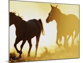 Horses Running at Sunset-Darrell Gulin-Mounted Photographic Print