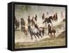 Horses Running During Roundup, Montana, USA-Adam Jones-Framed Stretched Canvas