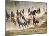 Horses Running During Roundup, Montana, USA-Adam Jones-Mounted Photographic Print