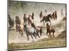 Horses Running During Roundup, Montana, USA-Adam Jones-Mounted Photographic Print