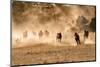 Horses Running in Dust with Wranglers on New Mexico Ranch-Sheila Haddad-Mounted Photographic Print