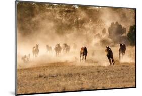 Horses Running in Dust with Wranglers on New Mexico Ranch-Sheila Haddad-Mounted Photographic Print