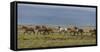 Horses Running in the Countryside, Iceland-null-Framed Stretched Canvas