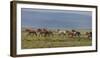 Horses Running in the Countryside, Iceland-null-Framed Photographic Print