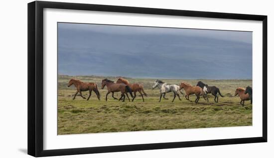 Horses Running in the Countryside, Iceland-null-Framed Photographic Print