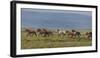 Horses Running in the Countryside, Iceland-null-Framed Photographic Print