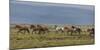 Horses Running in the Countryside, Iceland-null-Mounted Photographic Print