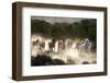 Horses running, kicking up dust at sunrise-Sheila Haddad-Framed Photographic Print