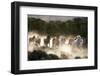 Horses running, kicking up dust at sunrise-Sheila Haddad-Framed Photographic Print