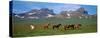 Horses Standing and Grazing in a Meadow, Borgarfjordur, Iceland-null-Stretched Canvas