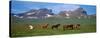 Horses Standing and Grazing in a Meadow, Borgarfjordur, Iceland-null-Stretched Canvas