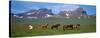 Horses Standing and Grazing in a Meadow, Borgarfjordur, Iceland-null-Stretched Canvas