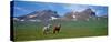 Horses Standing and Grazing in a Meadow, Borgarfjordur, Iceland-null-Stretched Canvas