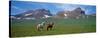 Horses Standing and Grazing in a Meadow, Borgarfjordur, Iceland-null-Stretched Canvas