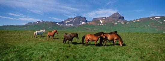 Premium Photographic Print, , large