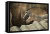 Horses, Terracotta Army, UNESCO World Heritage Site, Xian, Shaanxi, China, Asia-Janette Hill-Framed Stretched Canvas