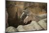 Horses, Terracotta Army, UNESCO World Heritage Site, Xian, Shaanxi, China, Asia-Janette Hill-Mounted Photographic Print
