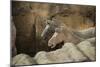 Horses, Terracotta Army, UNESCO World Heritage Site, Xian, Shaanxi, China, Asia-Janette Hill-Mounted Photographic Print