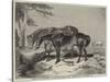 Horses, the Property of William Wigram, Esquire-Charles Landseer-Stretched Canvas