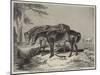 Horses, the Property of William Wigram, Esquire-Charles Landseer-Mounted Giclee Print