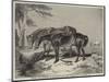 Horses, the Property of William Wigram, Esquire-Charles Landseer-Mounted Giclee Print