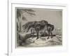 Horses, the Property of William Wigram, Esquire-Charles Landseer-Framed Giclee Print