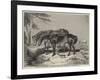 Horses, the Property of William Wigram, Esquire-Charles Landseer-Framed Giclee Print