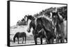 Horses Three-Aledanda-Framed Stretched Canvas