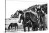 Horses Three-Aledanda-Stretched Canvas