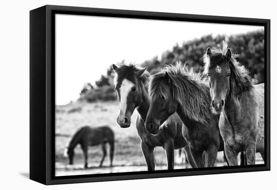 Horses Three-Aledanda-Framed Stretched Canvas