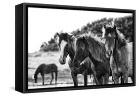 Horses Three-Aledanda-Framed Stretched Canvas